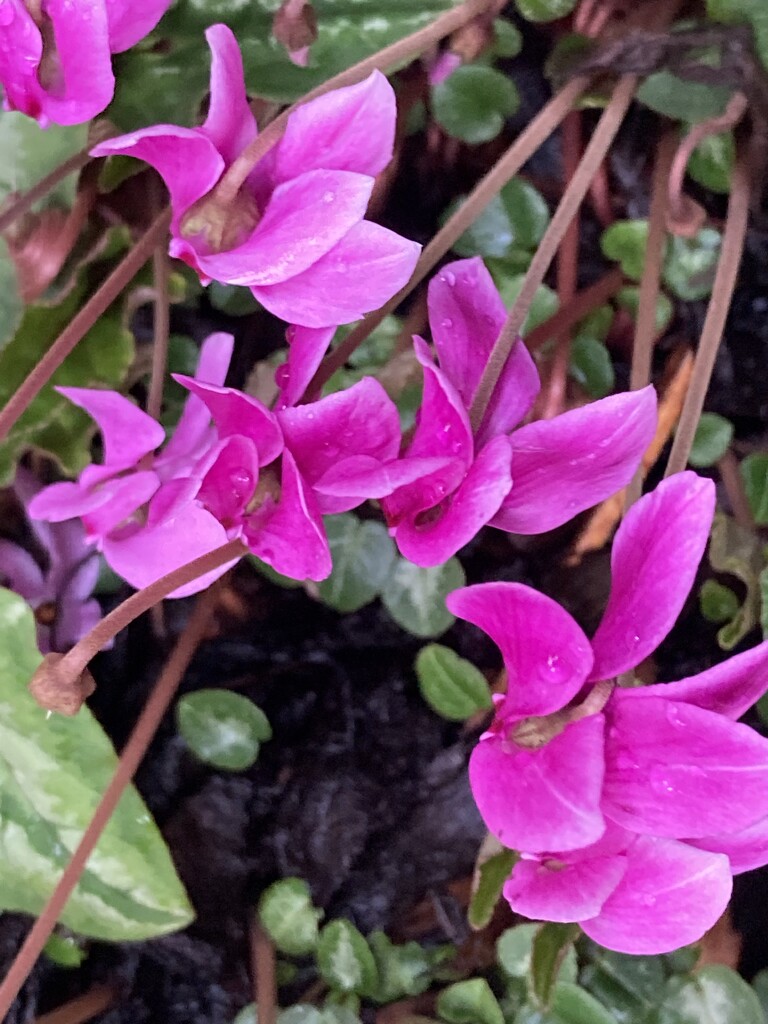 Cyclamen Flower by cataylor41