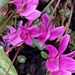 Cyclamen Flower