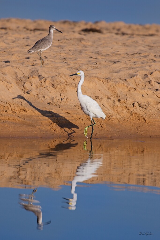 LHG_4367 Willet and the Egret  by rontu