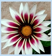 1st Oct 2024 - Gazania. Still flowering on a cold October morning.