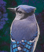 1st Oct 2024 - More Bluejay