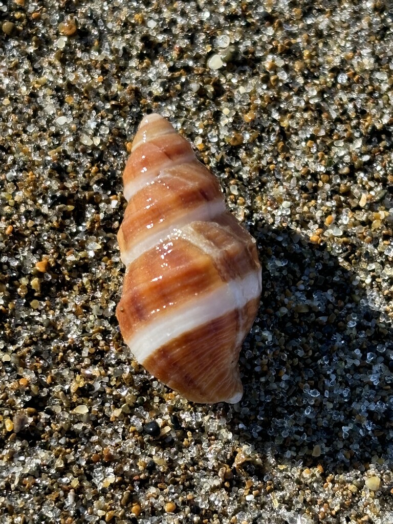 Beachcombing by pirish