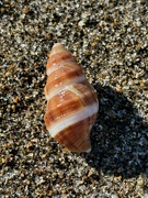 1st Oct 2024 - Beachcombing