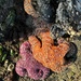 Sea Stars