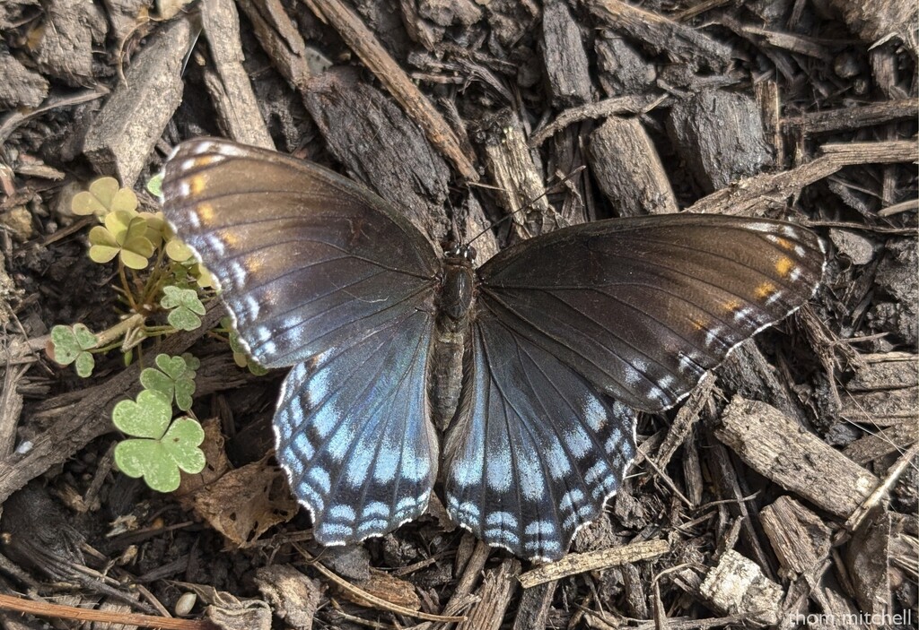 Red-spotted Purple by rhoing