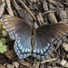 Red-spotted Purple