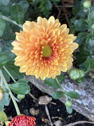 1st Oct 2024 - Chrysanthemum 