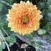 Chrysanthemum 