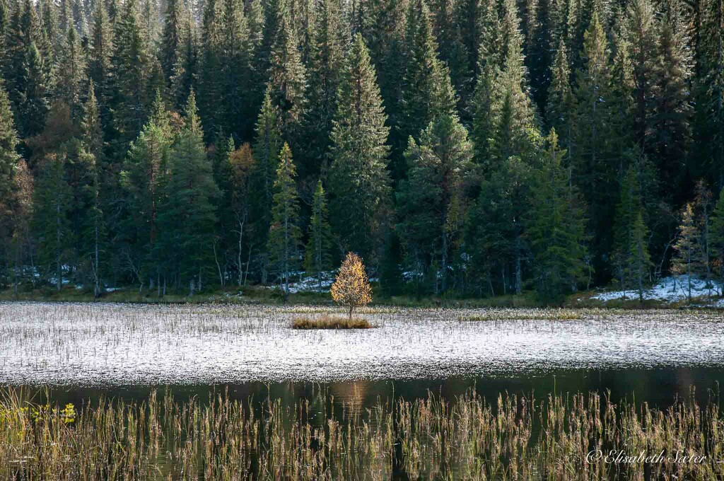  A small tree in the water by elisasaeter