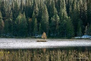 1st Oct 2024 -  A small tree in the water