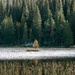  A small tree in the water