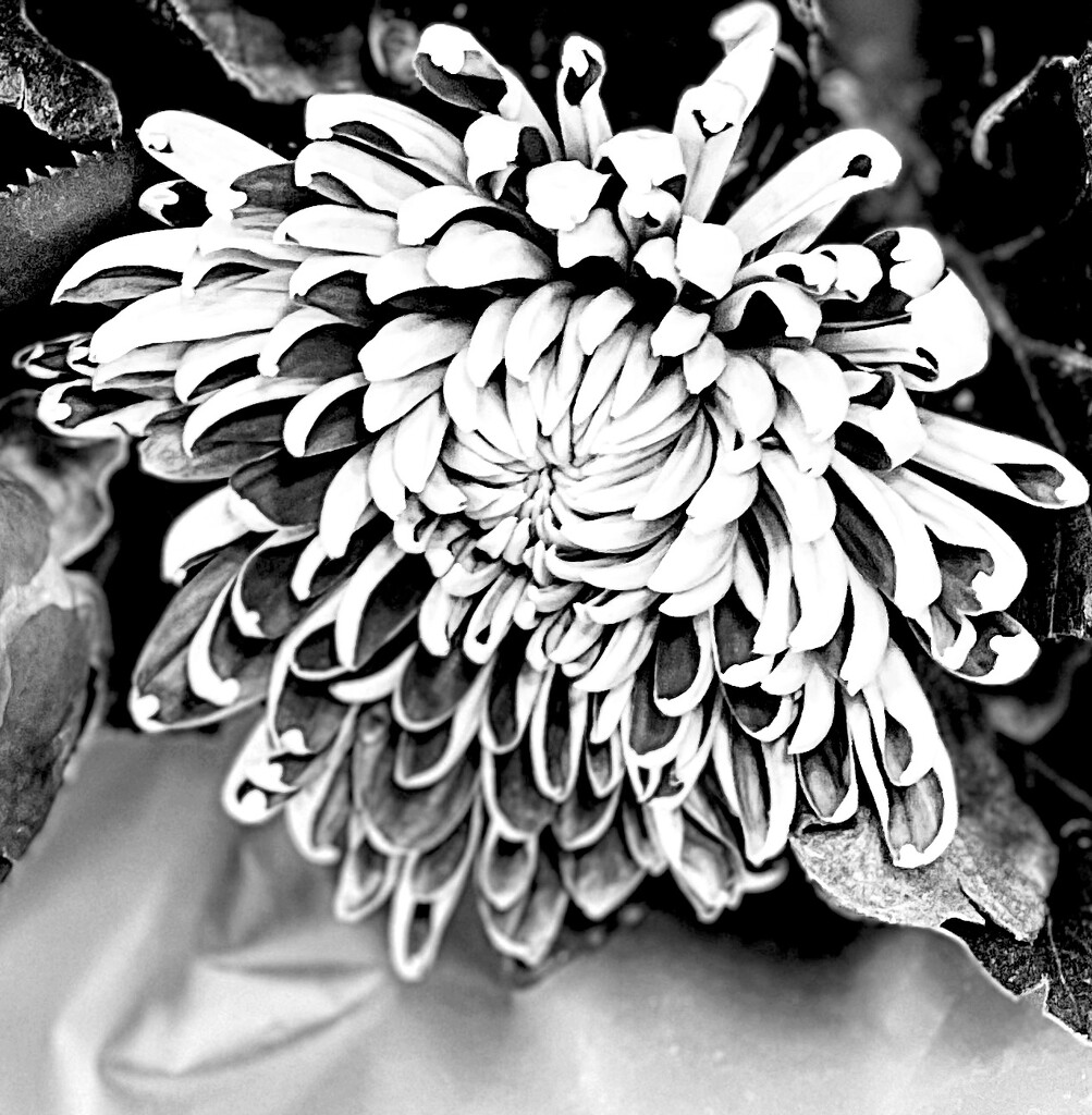 Chrysanthemum Up Close  by rensala