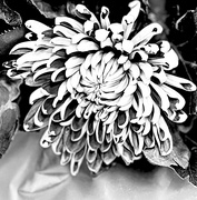 1st Oct 2024 - Chrysanthemum Up Close 