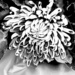 Chrysanthemum Up Close 