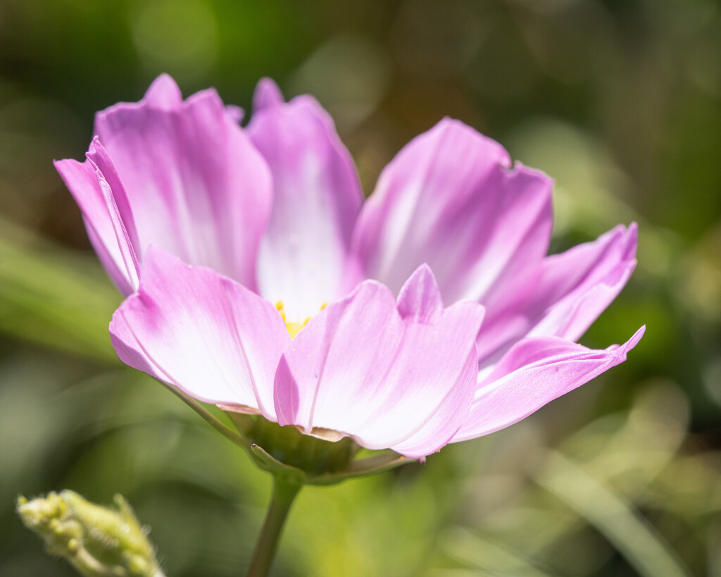 touch of pink by aecasey