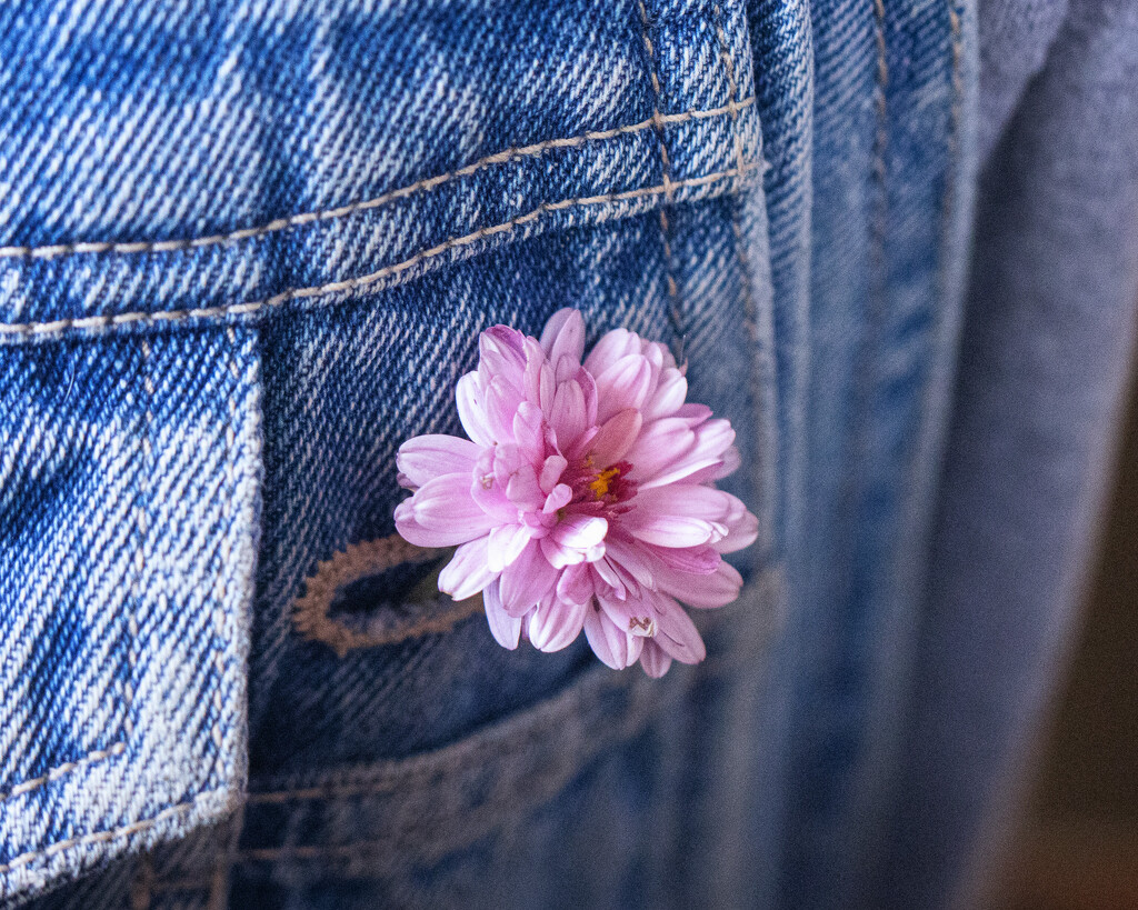 buttonhole by aecasey