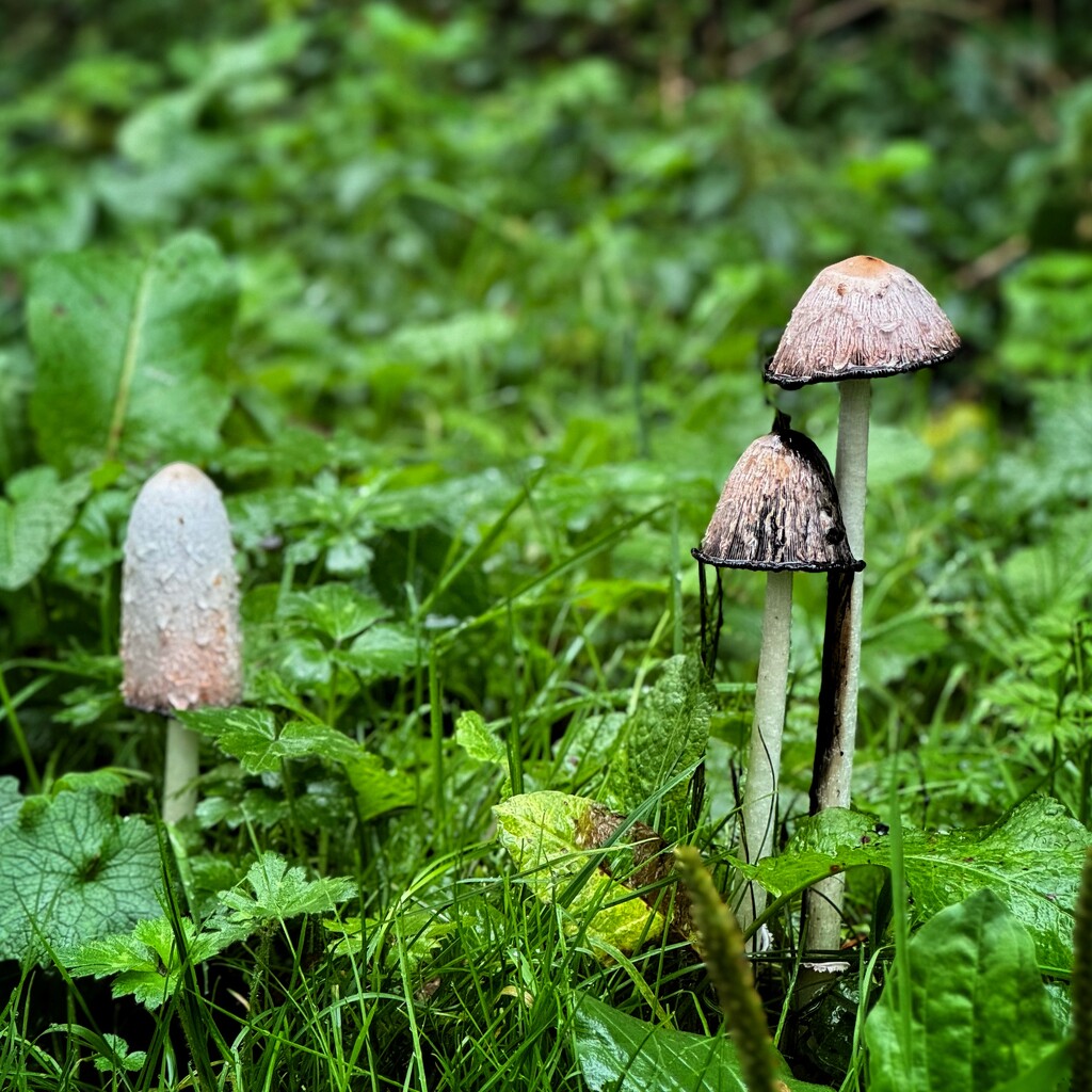 Autumnal mushrooms  by anncooke76