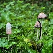 1st Oct 2024 - Autumnal mushrooms 