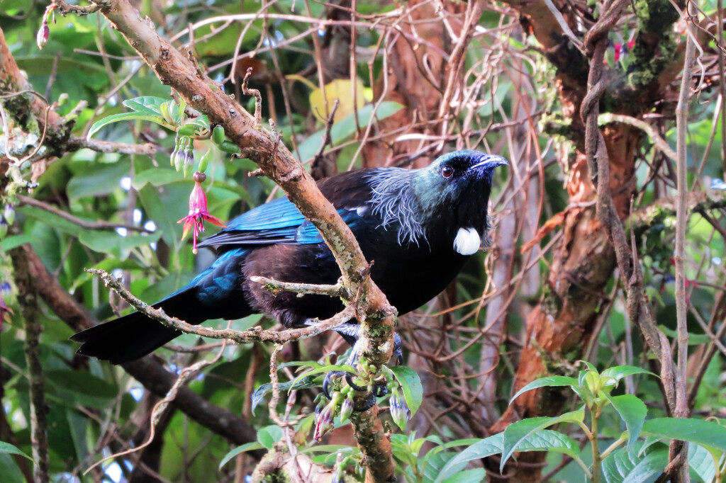 Tui in the kotuktuku tree by kali66