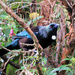 Tui in the kotuktuku tree