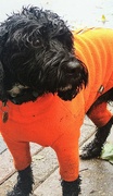 1st Oct 2024 - Orange Dog