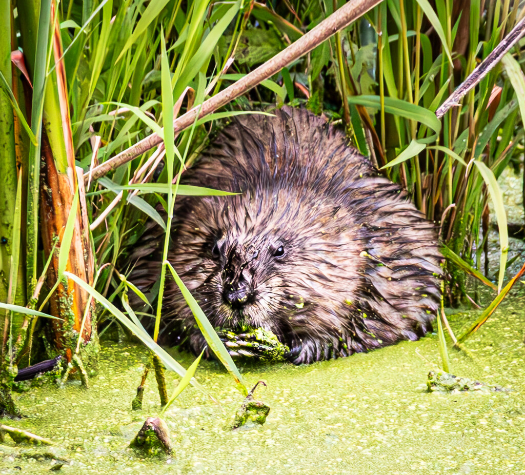 Muskrat Love by princessleia