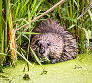 15th Aug 2024 - Muskrat Love