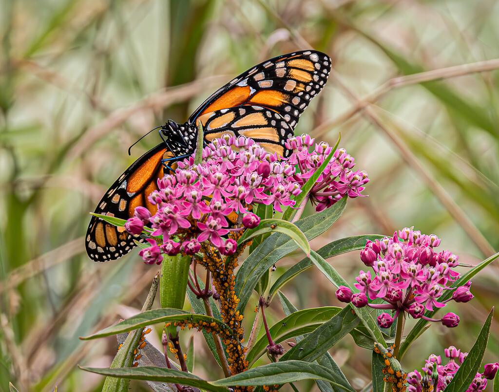 Butterfly at Keller Lake by princessleia