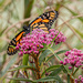 Butterfly at Keller Lake