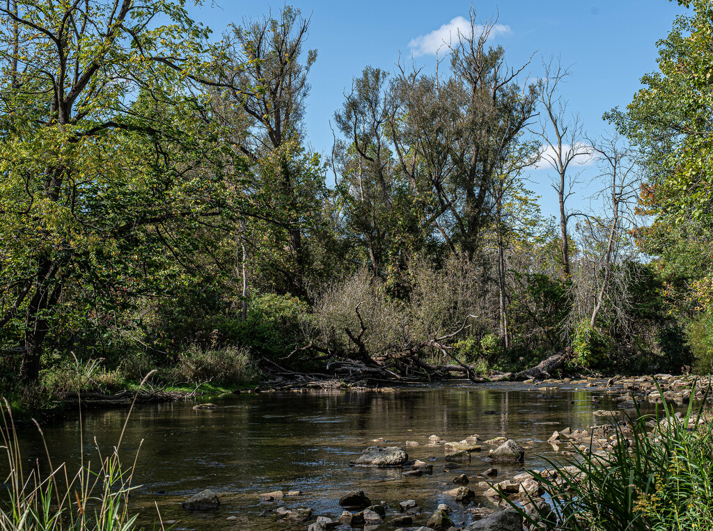 Forest Pool by darchibald