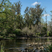 Forest Pool