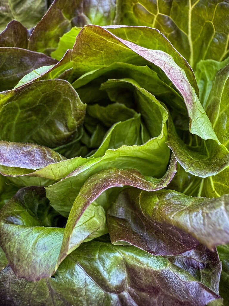 Red Leaf Lettuce by shutterbug49