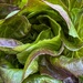 Red Leaf Lettuce