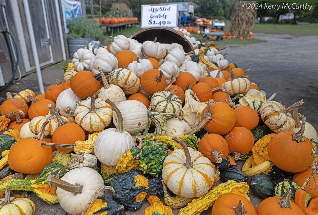 Gourds aplenty!  by mccarth1