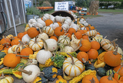 1st Oct 2024 - Gourds aplenty! 