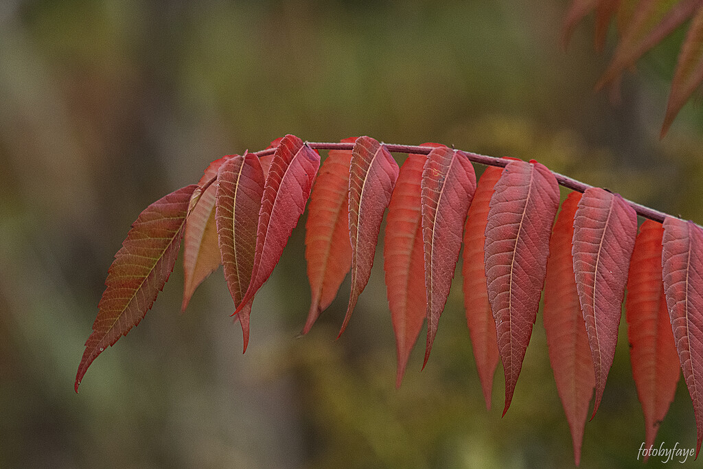 Fall is here by fayefaye