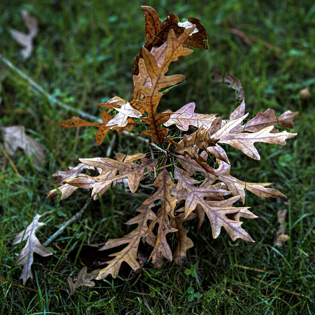 Oak Cluster by berelaxed