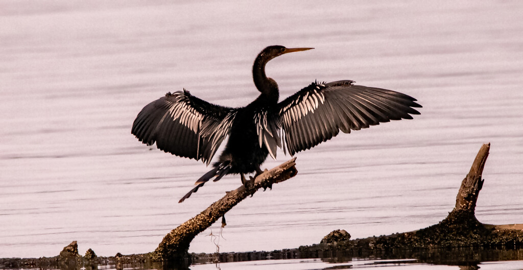 Anhinga Drying the Wings! by rickster549