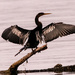 Anhinga Drying the Wings!