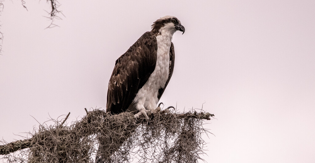 Osprey, Watching Over the Waters! by rickster549