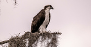 1st Oct 2024 - Osprey, Watching Over the Waters!