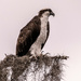 Osprey, Watching Over the Waters!