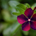 Vinca