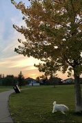 1st Oct 2024 - Evening Walk 