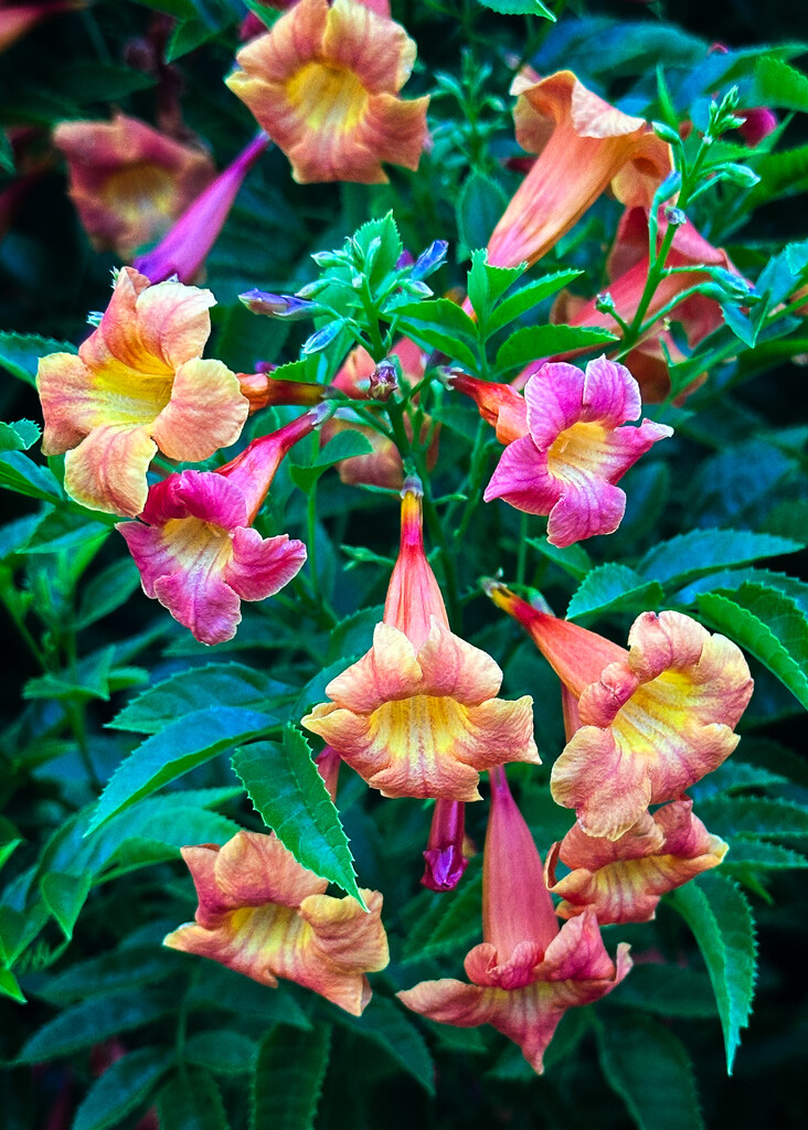 Trumpet Flowers by 365projectorgbilllaing