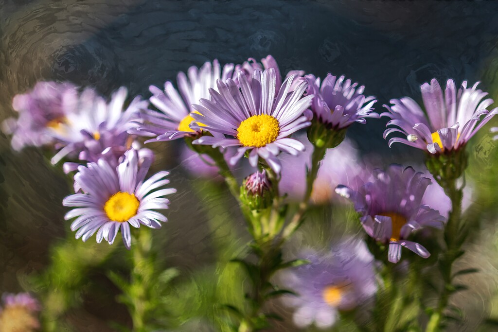 Little Daisies by ludwigsdiana