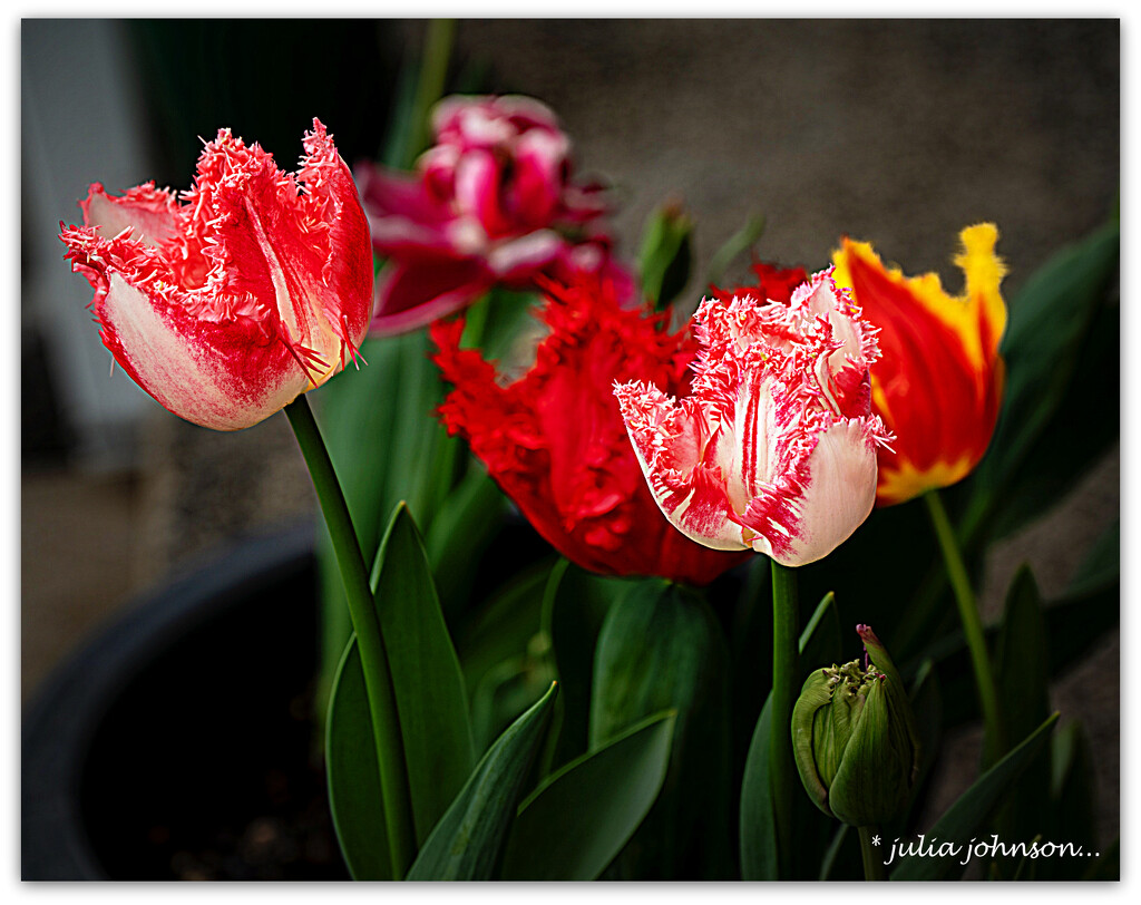 Rob's Tulips.. by julzmaioro