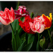 Rob's Tulips..