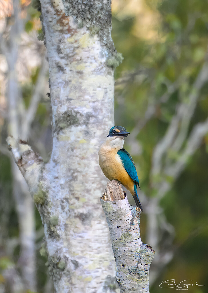 Our Regular visitor by yorkshirekiwi