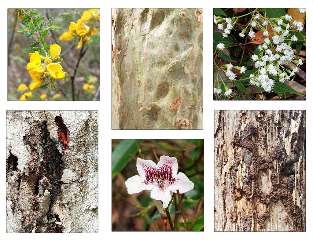 Flowers and Tree Bark by onewing